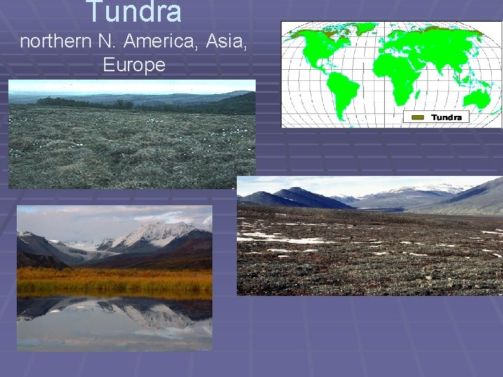 Tundra northern N. America, Asia, Europe 
