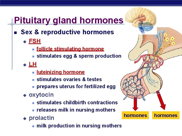 Pituitary gland hormones Sex & reproductive hormones u FSH u LH u luteinizing hormone