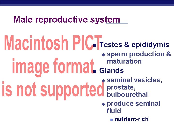 Male reproductive system Testes & epididymis u sperm production & maturation Glands seminal vesicles,