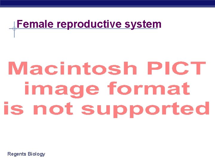 Female reproductive system Regents Biology 