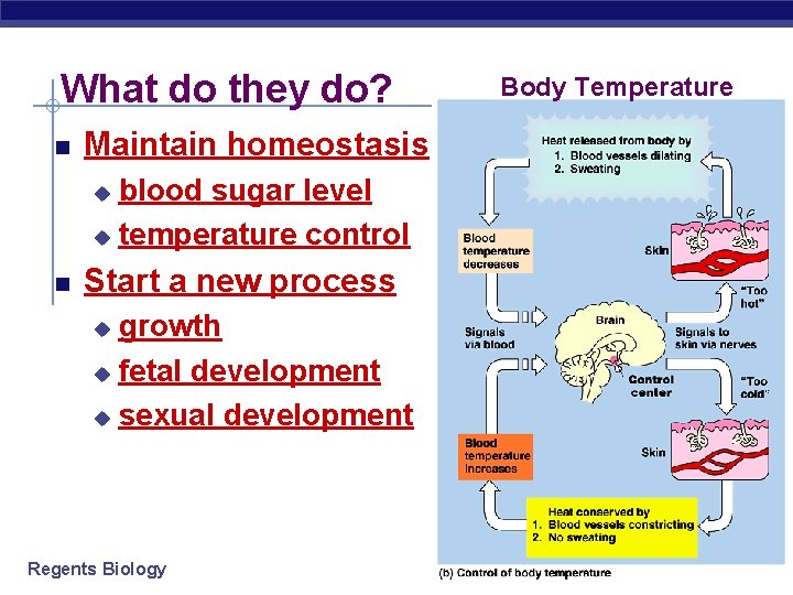 What do they do? Maintain homeostasis blood sugar level u temperature control u Start