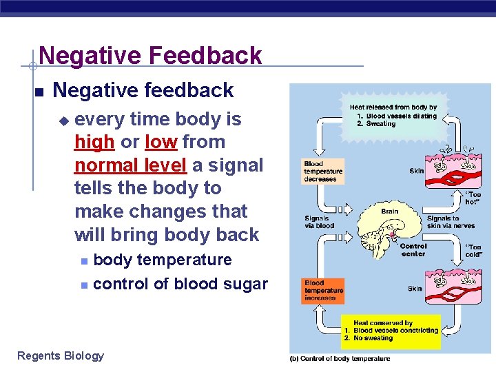 Negative Feedback Negative feedback u every time body is high or low from normal