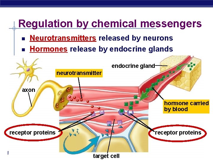 Regulation by chemical messengers Neurotransmitters released by neurons Hormones release by endocrine glands endocrine