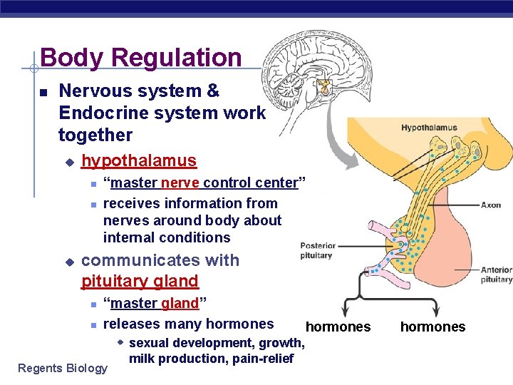 Body Regulation Nervous system & Endocrine system work together u hypothalamus u “master nerve