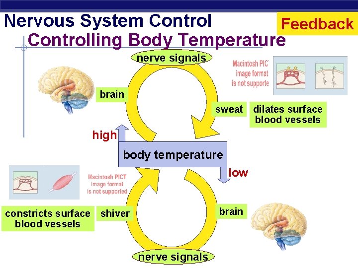 Nervous System Control Feedback Controlling Body Temperature nerve signals brain sweat high body temperature