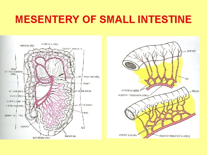 MESENTERY OF SMALL INTESTINE 