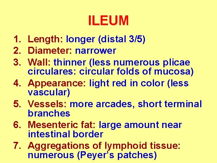 ILEUM 1. 2. 3. 4. 5. 6. 7. Length: longer (distal 3/5) Diameter: narrower