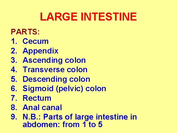 LARGE INTESTINE PARTS: 1. Cecum 2. Appendix 3. Ascending colon 4. Transverse colon 5.