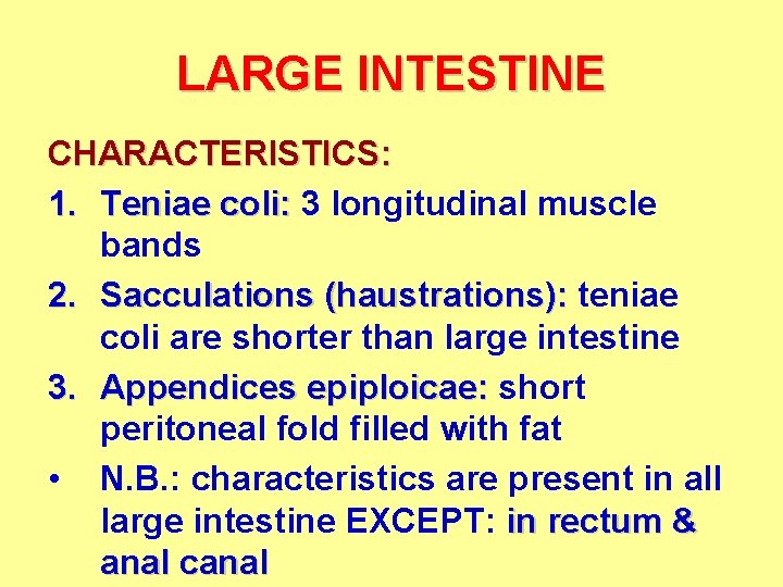 LARGE INTESTINE CHARACTERISTICS: 1. Teniae coli: 3 longitudinal muscle bands 2. Sacculations (haustrations): teniae