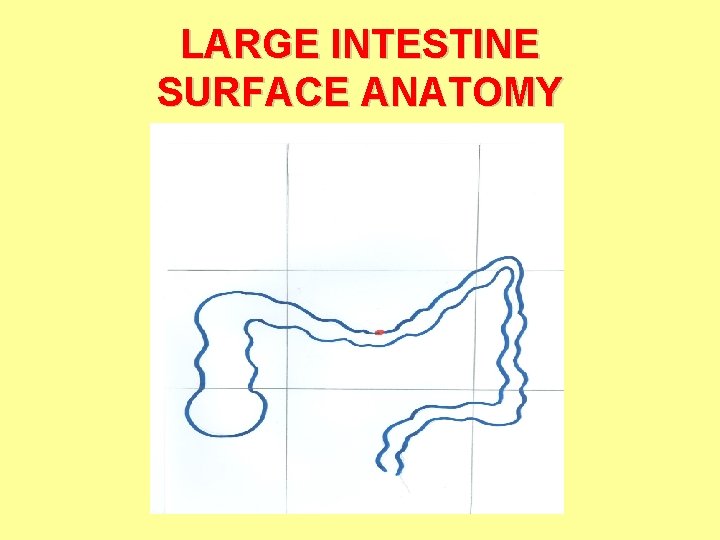 LARGE INTESTINE SURFACE ANATOMY 