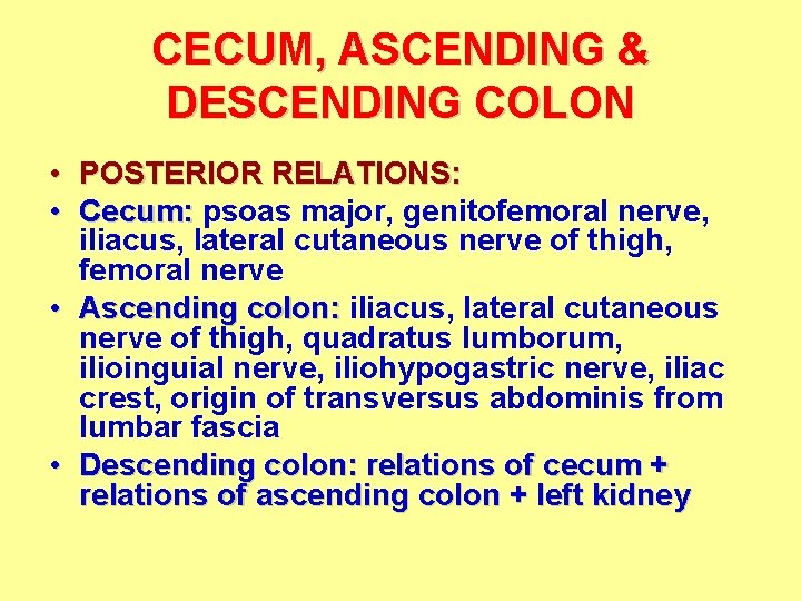 CECUM, ASCENDING & DESCENDING COLON • POSTERIOR RELATIONS: • Cecum: psoas major, genitofemoral nerve,