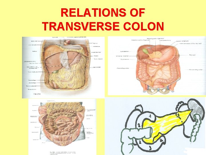 RELATIONS OF TRANSVERSE COLON 