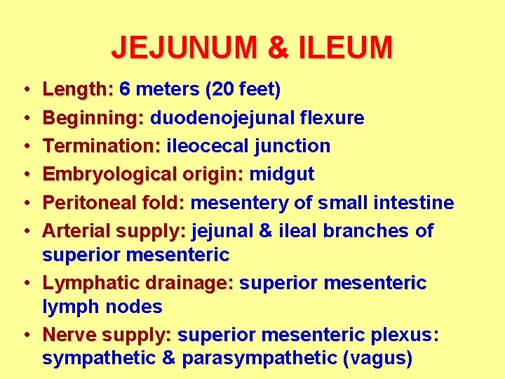 JEJUNUM & ILEUM • • • Length: 6 meters (20 feet) Beginning: duodenojejunal flexure