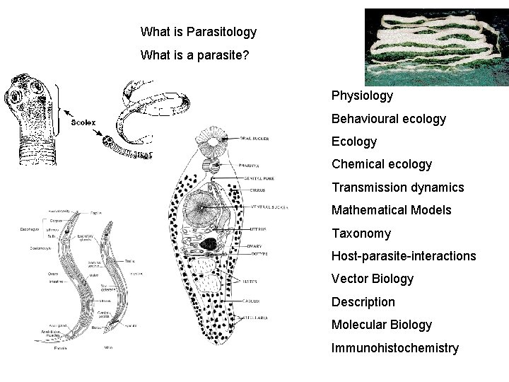 What is Parasitology What is a parasite? Physiology Behavioural ecology Ecology Chemical ecology Transmission