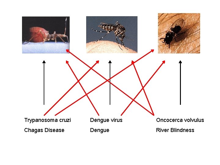 Trypanosoma cruzi Dengue virus Oncocerca volvulus Chagas Disease Dengue River Blindness 