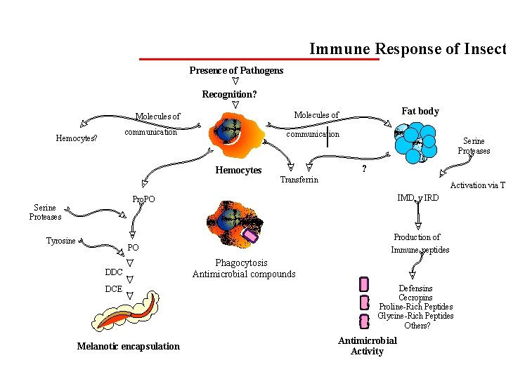 Immune Response of Insect Presence of Pathogens Recognition? communication Hemocytes? Fat body Molecules of