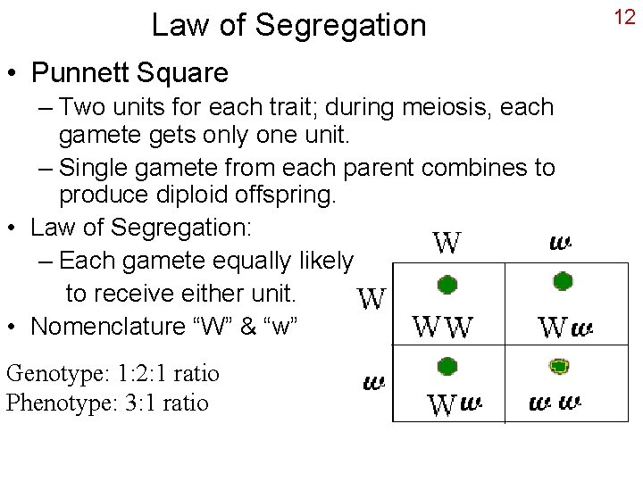 Law of Segregation • Punnett Square – Two units for each trait; during meiosis,