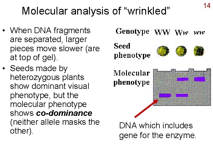 Molecular analysis of “wrinkled” • When DNA fragments are separated, larger pieces move slower