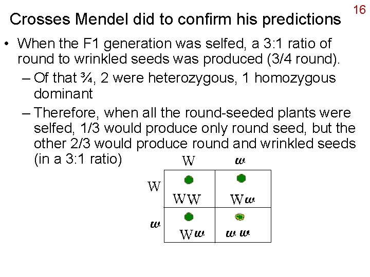 Crosses Mendel did to confirm his predictions 16 • When the F 1 generation