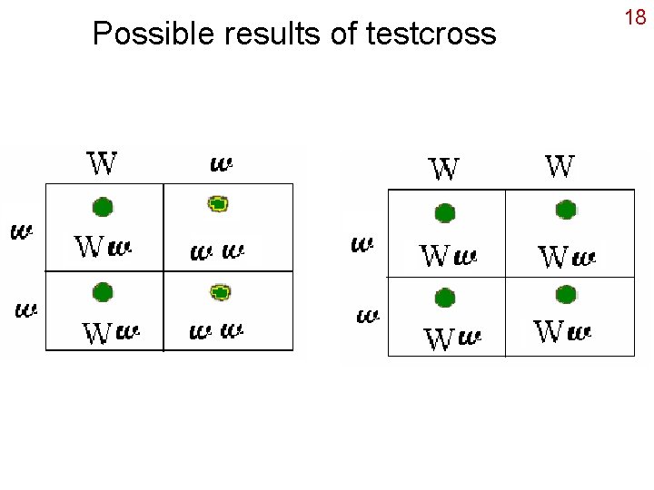 Possible results of testcross 18 