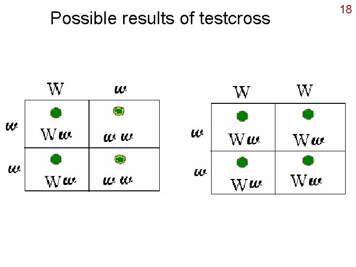 Possible results of testcross 18 
