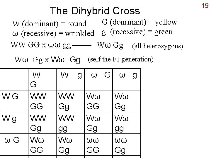 The Dihybrid Cross G (dominant) = yellow W (dominant) = round ω (recessive) =