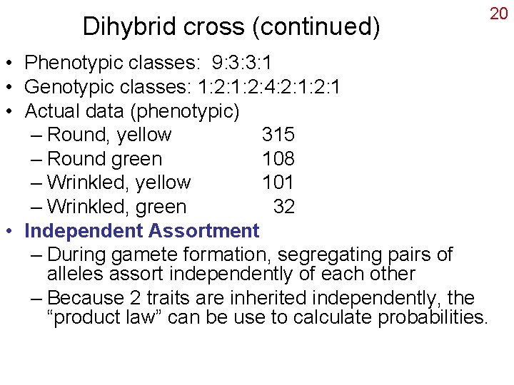 Dihybrid cross (continued) 20 • Phenotypic classes: 9: 3: 3: 1 • Genotypic classes: