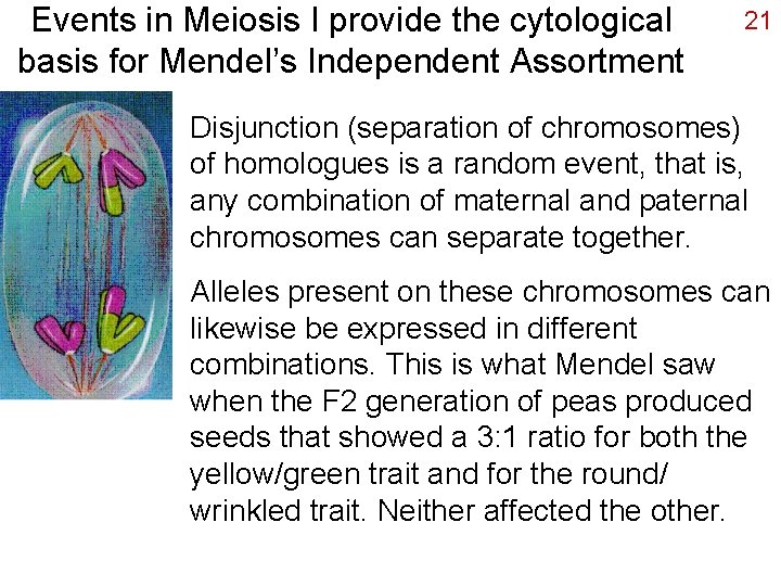 Events in Meiosis I provide the cytological basis for Mendel’s Independent Assortment 21 Disjunction
