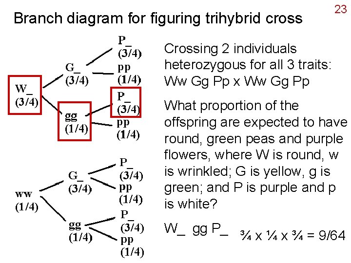 Branch diagram for figuring trihybrid cross 23 Crossing 2 individuals heterozygous for all 3