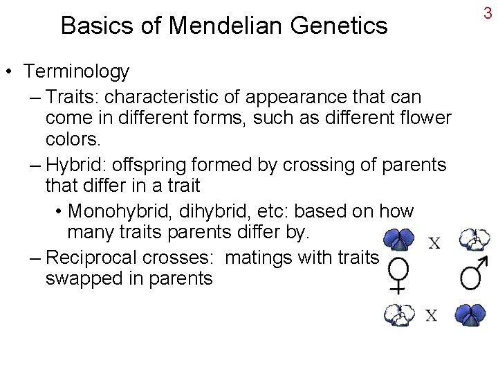 Basics of Mendelian Genetics • Terminology – Traits: characteristic of appearance that can come