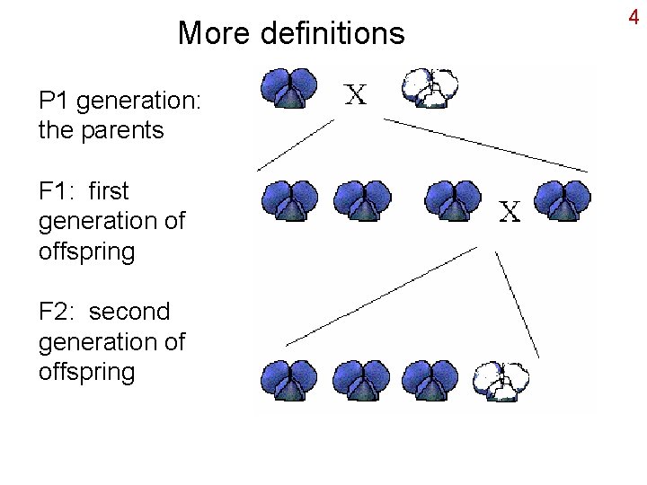 More definitions P 1 generation: the parents F 1: first generation of offspring F