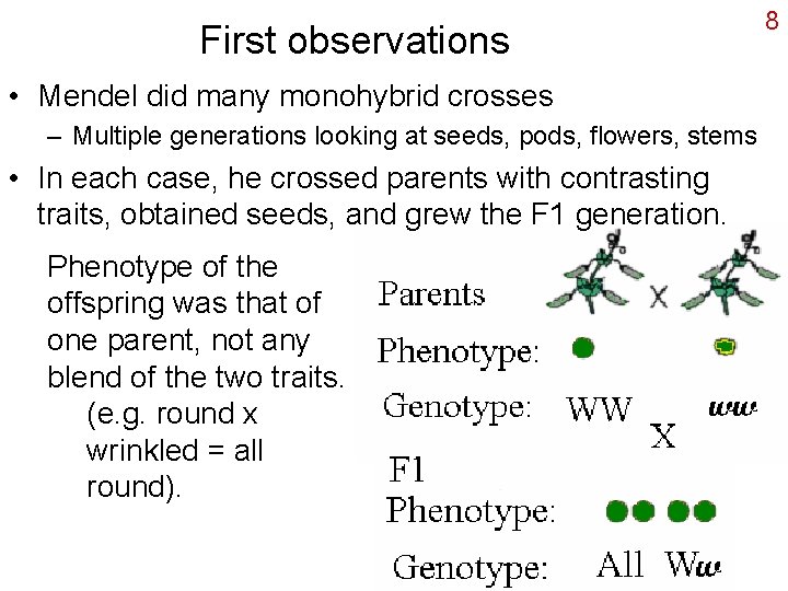 First observations • Mendel did many monohybrid crosses – Multiple generations looking at seeds,
