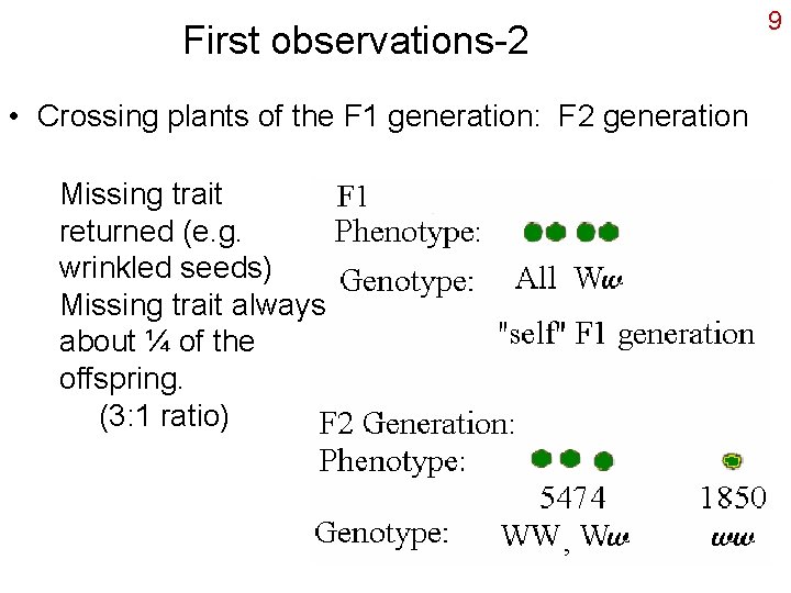 First observations-2 • Crossing plants of the F 1 generation: F 2 generation Missing