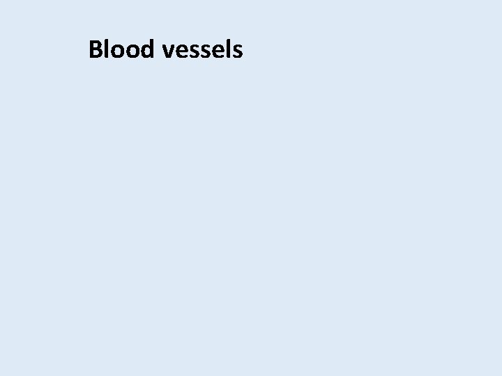 Blood vessels 