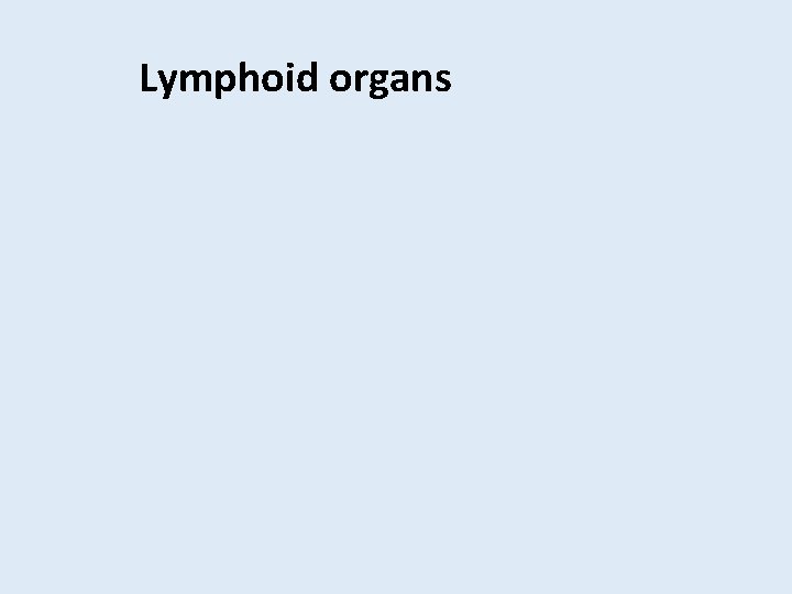 Lymphoid organs 