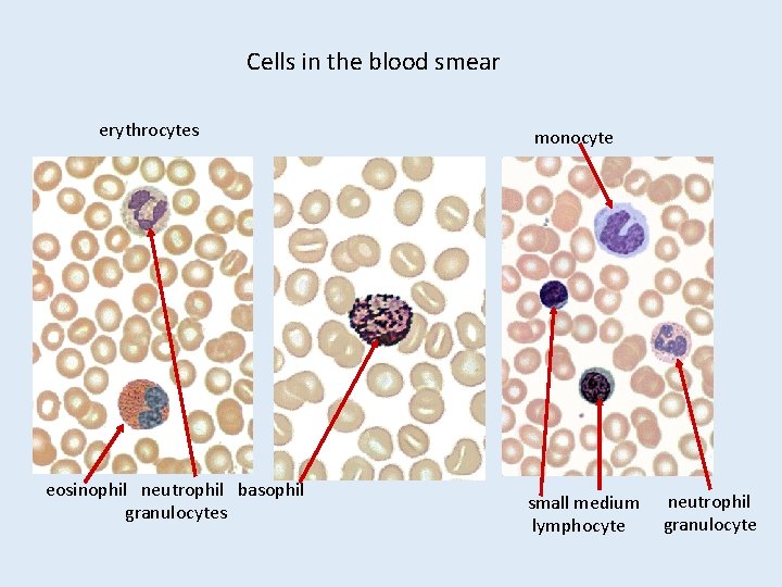 Cells in the blood smear erythrocytes eosinophil neutrophil basophil granulocytes monocyte small medium lymphocyte