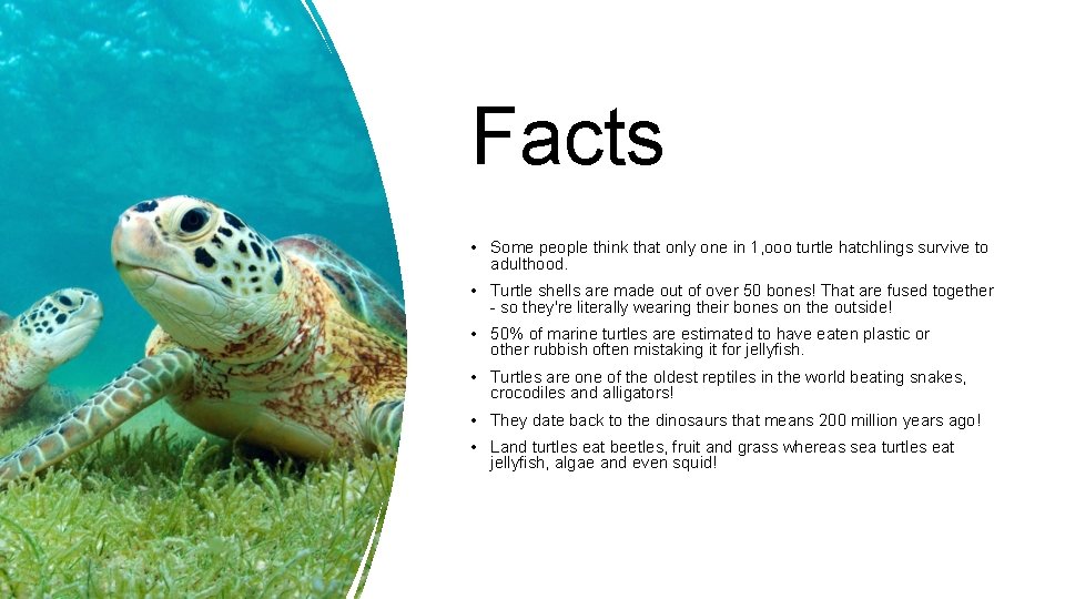 Facts • Some people think that only one in 1, ooo turtle hatchlings survive