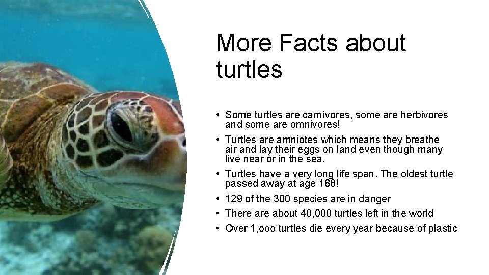 More Facts about turtles • Some turtles are carnivores, some are herbivores and some