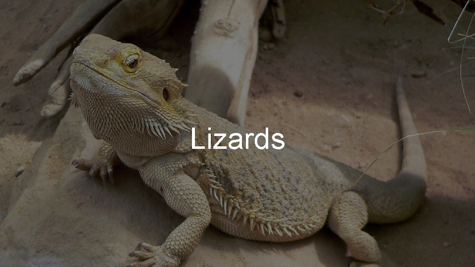Lizards 