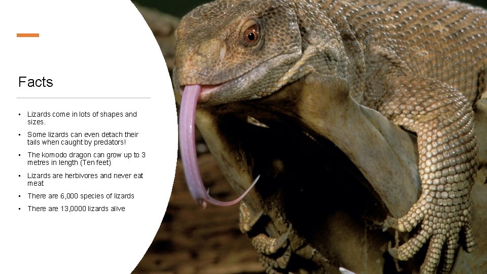 Facts • Lizards come in lots of shapes and sizes. • Some lizards can