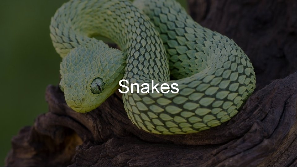 Snakes 