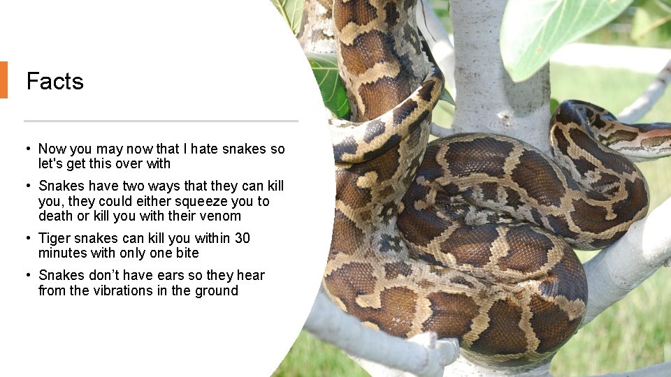 Facts • Now you may now that I hate snakes so let's get this