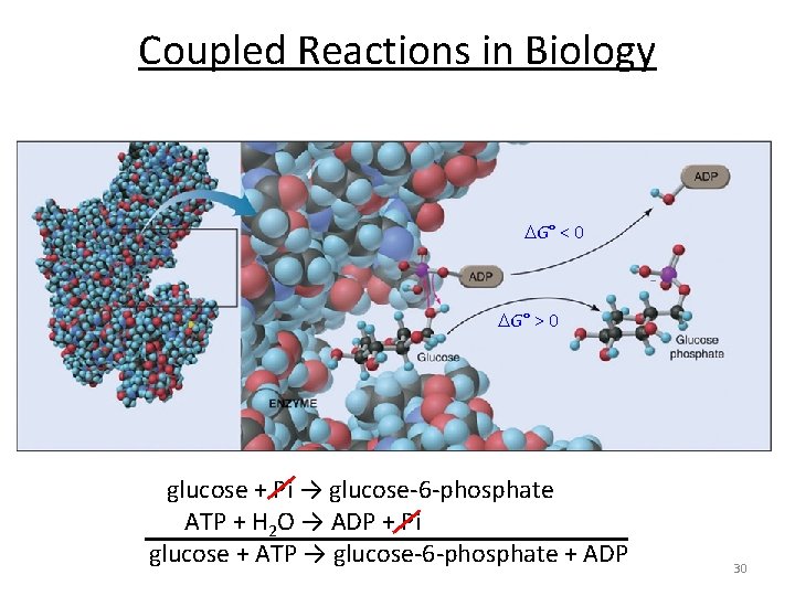 Coupled Reactions in Biology G° < 0 G° > 0 glucose + Pi → Coupled Reactions in Biology G° < 0 G° > 0 glucose + Pi →