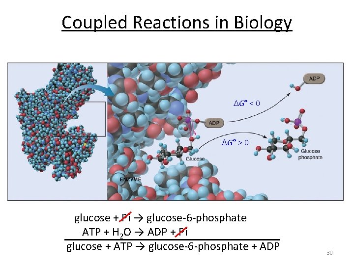 Coupled Reactions in Biology G° < 0 G° > 0 glucose + Pi →