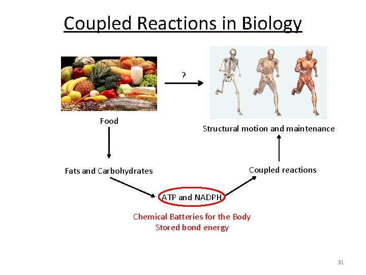 Coupled Reactions in Biology ? Food Structural motion and maintenance Coupled reactions Fats and