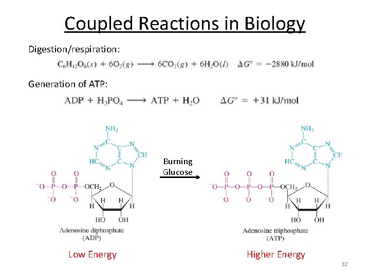 Coupled Reactions in Biology Digestion/respiration: Generation of ATP: Burning Glucose Low Energy Higher Energy