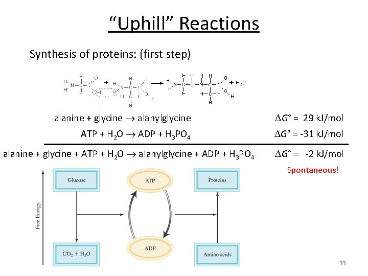 “Uphill” Reactions Synthesis of proteins: (first step) alanine + glycine alanylglycine G° = 29 “Uphill” Reactions Synthesis of proteins: (first step) alanine + glycine alanylglycine G° = 29