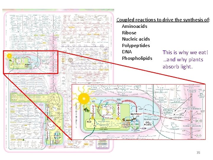 Coupled reactions to drive the synthesis of: Aminoacids Ribose Nucleic acids Polypeptides DNA This