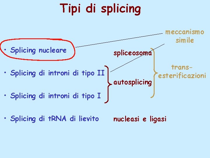 Tipi di splicing meccanismo simile • Splicing nucleare • Splicing di introni di tipo