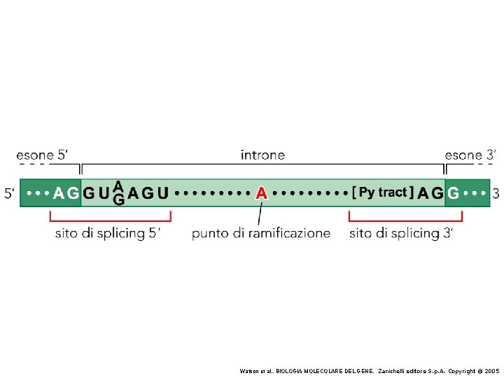 Watson et al. , BIOLOGIA MOLECOLARE DEL GENE, Zanichelli editore S. p. A. Copyright